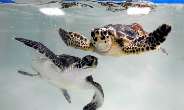 Παγκόσμιο ρεκόρ για την καρέτα-καρέτα «Γαία» - Για 37η χρονιά στα Σεκάνια της Ζακύνθου