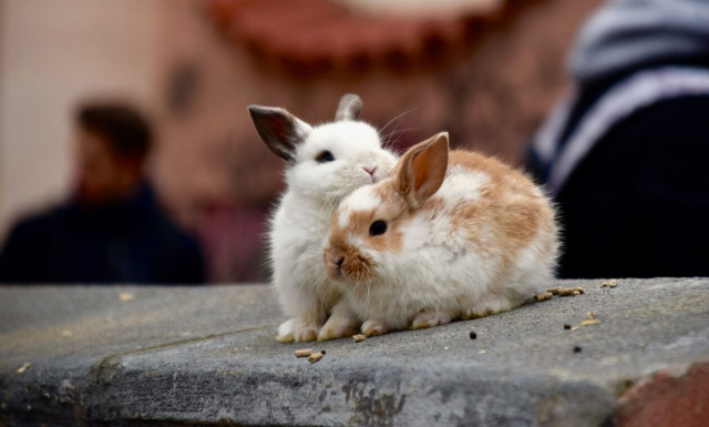 Θεσσαλoνίκη: Αγόρασε δύο κουνέλια για συντροφιά και έγιναν... 27