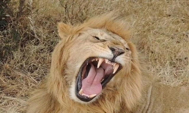 Αφρική: Άνδρας κατακρεουργήθηκε από λιοντάρι ενώ βγήκε για νυχτερινό περίπατο