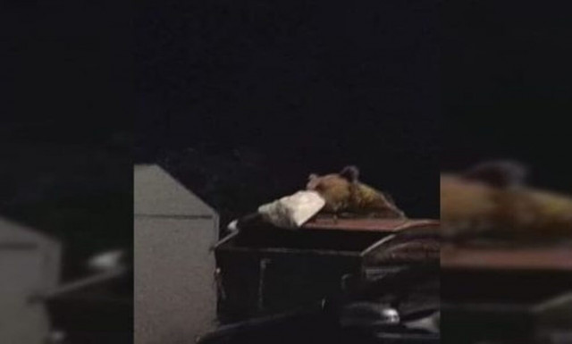 Τρόμος στο Δίκορφο Ιωαννίνων - Αρκούδα κατέβηκε στην πλατεία του χωριού και έψαχνε τα σκουπίδια