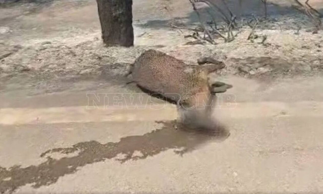 Οι φιλόζωοι ζητούν την αναστολή του κυνηγιού στη Ρόδο - «Ο πληθυσμός των ελαφιών σε άμεσο κίνδυνο»