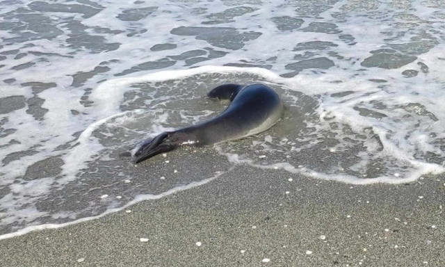 Λάρισα: Μια φώκια σε παραλία του Αγιόκαμπου - «Μην αντιμετωπίζετε τις φώκιες σαν δελφίνια»