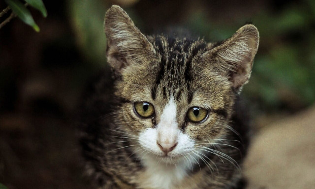 Σαλαμίνα: Επιδοτούν το τσιπάρισμα κατοικιδίων - Πόσο θα κοστίζει