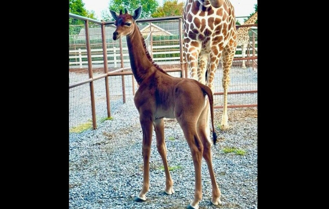 Σπάνια καμηλοπάρδαλη χωρίς κηλίδες γεννήθηκε σε αμερικανικό ζωολογικό κήπο