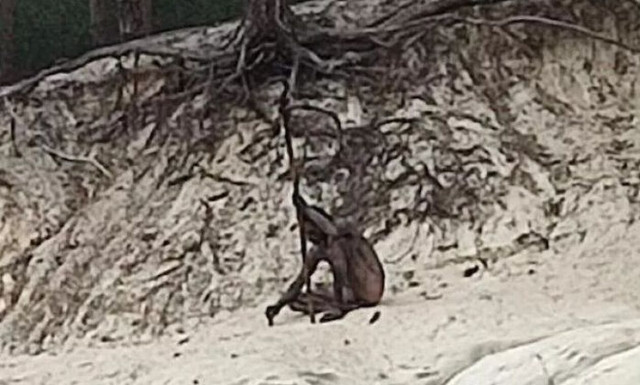 Γερμανία: Μυστήριο με «λυκάνθρωπο» στα βουνά της Σαξονίας - Η φωτόγραφια που έγινε viral