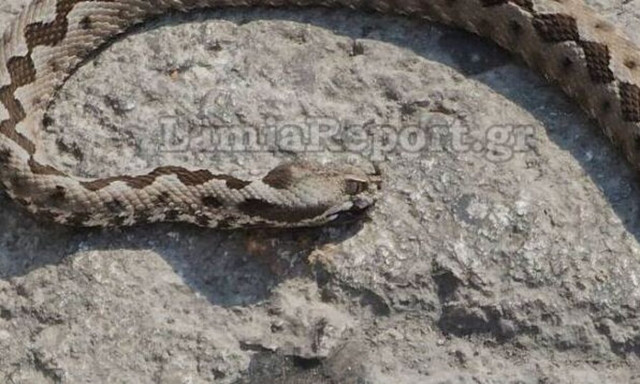 Μια οχιά στην κεντρική πλατεία της Λαμίας (vid)