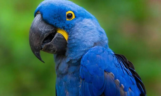 Βρετανία: Μπλε παπαγάλος ξέφυγε από την ιδιοκτήτριά του και παραλίγο να γίνει... μασκότ ομάδας