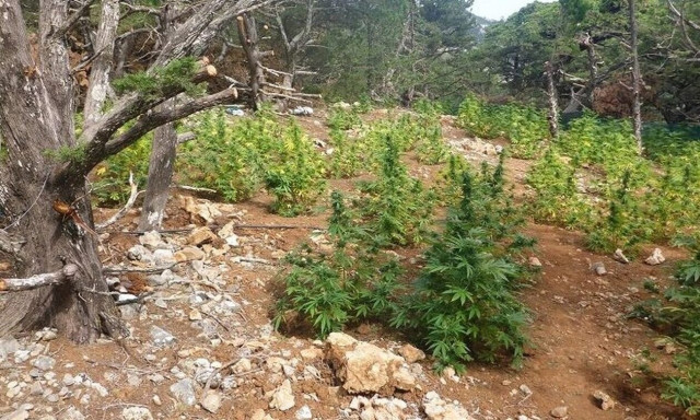 Εντοπίστηκε χασισοφυτεία στο Ρέθυμνο – Τρεις συλλήψεις