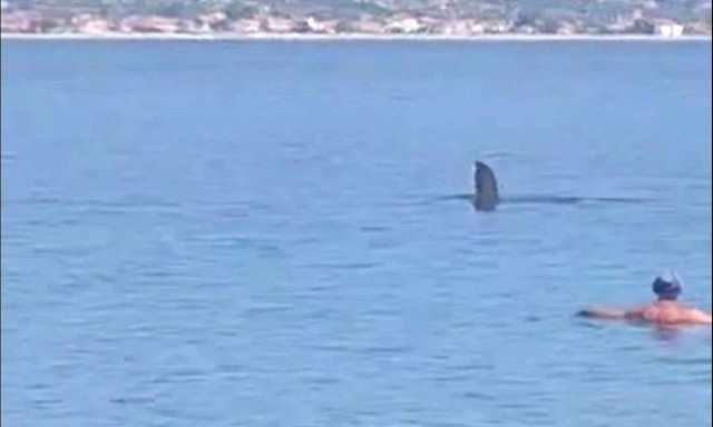 Θεσσαλονίκη: Τεράστιο ψάρι σε παραλία – Αναστάτωση στους λουόμενους