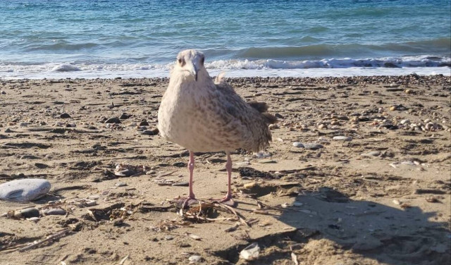 Γλάρος «υιοθέτησε» ζευγάρι λουόμενων στο Φόδελε: Έφαγε, ήπιε και... πόζαρε στο φακό (vid)