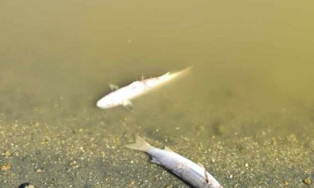 Χαλκιδική: Εκατοντάδες νεκρά ψάρια ξεβράζονται σε λιμνοθάλασσα - Σε τι οφείλεται το φαινόμενο