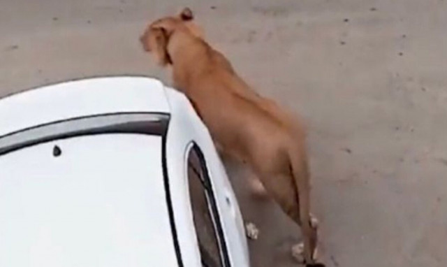 Πακιστάν: Ένα λιοντάρι δραπέτευσε από αυτοκίνητο και κυκλοφορούσε αμέριμνο για δύο ώρες στο Καράτσι