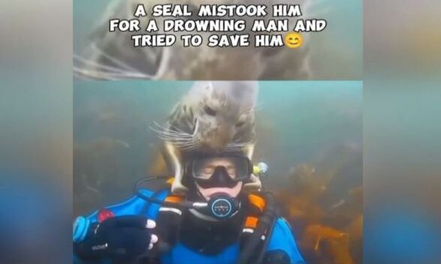 Φώκια προσπάθησε να σώσει δύτη επειδή νόμιζε ότι πνιγόταν (vid)