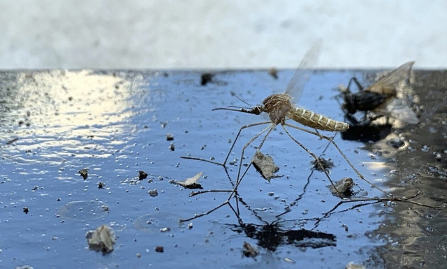 Ιός Δυτικού Νείλου: 89 κρούσματα και 11 θάνατοι στην Ελλάδα  - Έκκληση ΕΟΔΥ για μέτρα προστασίας