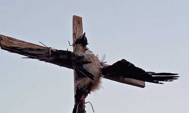 Πάρος: Σταύρωσαν κοράκι και το άφησαν σε δημόσια θέα ως σκιάχτρο