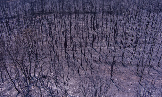 Αρτοποιός για φωτιά στον Έβρο: Δεν μπορούν να πετάξουν τα εναέρια μέσα