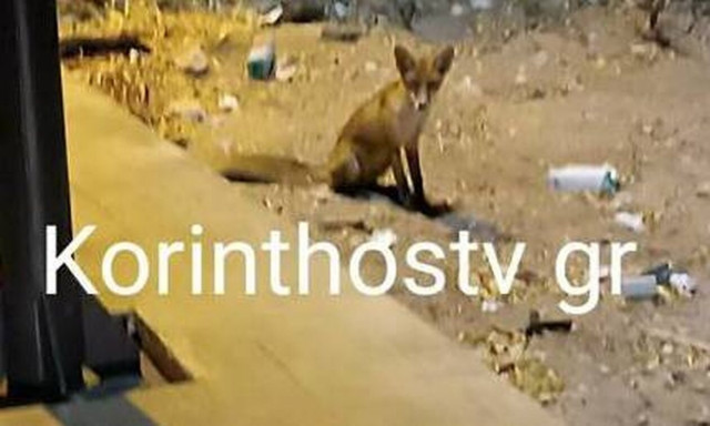 Aλεπού έκοβε βόλτες στην περιοχή της Αγίας Άννης στην Κόρινθο (vid)