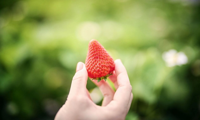 Η Toyota ασχολείται και με τις καλλιέργειες