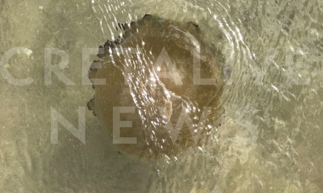 Βουτιές παρέα με… μέδουσες στην Κρήτη: Τι πρέπει να γνωρίζουν οι κολυμβητές