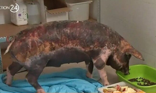 Flame: Το γουρουνάκι που βγήκε νικητής από την κόλαση της φλεγόμενης Πάρνηθας