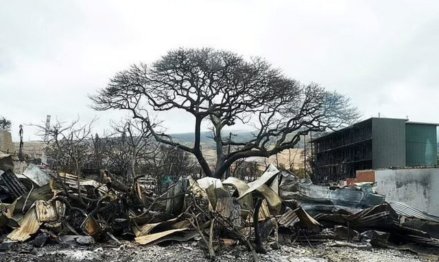 Χαβάη: «Τρομάζει» ο αριθμός των απωλειών - Εκατοντάδες αγνοούμενοι από την πύρινη λαίλαπα