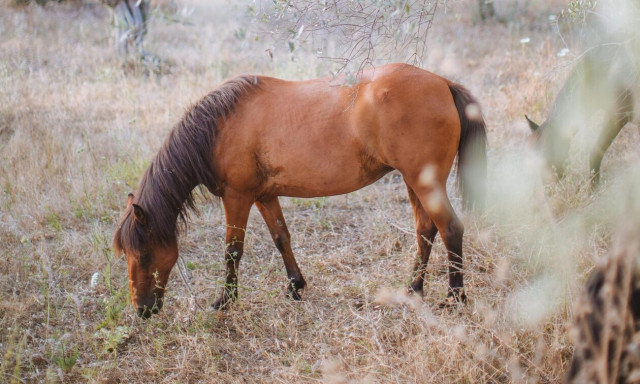Αχαΐα: Στη ΜΕΘ 59χρονος που έπεσε από άλογο στην Ακράτα