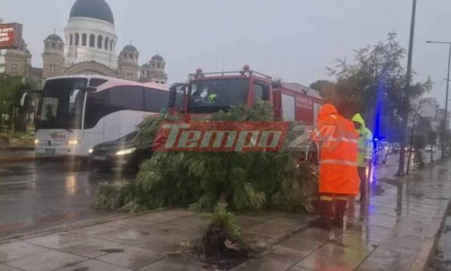Κακοκαιρία Daniel: Πτώση δέντρου και πλημμυρισμένοι δρόμοι στην Πάτρα