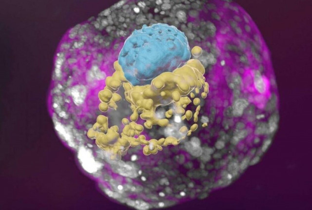 Η Επιστημονική Φαντασία ως πραγματικότητα: Ανέπτυξαν μοντέλο εμβρύου χωρίς σπέρμα, ωάρια ή μήτρα