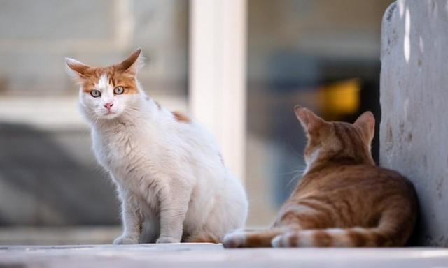 Κακοκαιρία Daniel: Εγκλωβισμένα αδέσποτα ζώα στα Τρίκαλα - «Κινδυνεύουν 80 ψυχές»