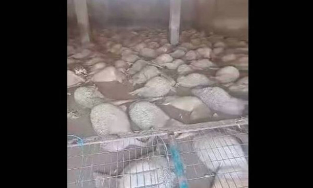 Κακοκαιρία Daniel: Συγκλονίζει κτηνοτρόφος που αντικρίζει τα πνιγμένα πρόβατά του - «Είναι το τέλος»