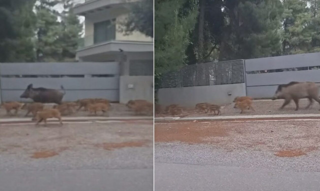 Απίστευτο θέαμα: Πάνω από 20 μικρά αγριογούρουνα βγήκαν «εκδρομή» στο κέντρο των Θρακομακεδόνων