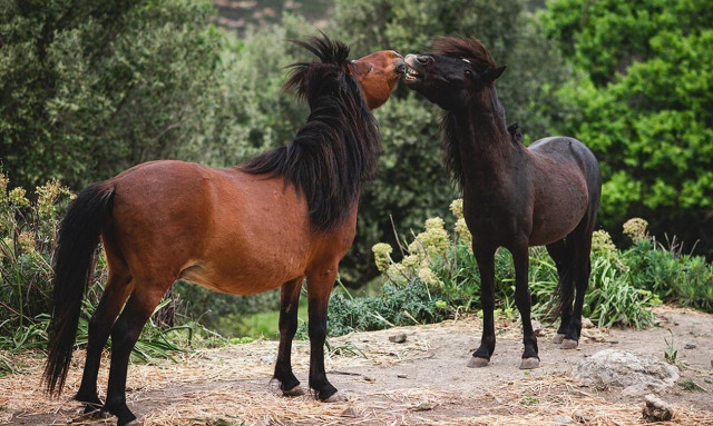 Ο αγώνας για τη διάσωση του σκυριανού αλόγου