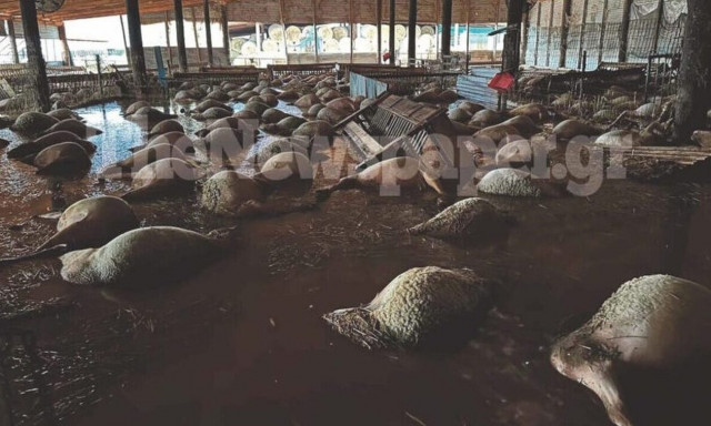 Dead animals collected from Thessaly to be cremated in Imathia, Arcadia, ministry says