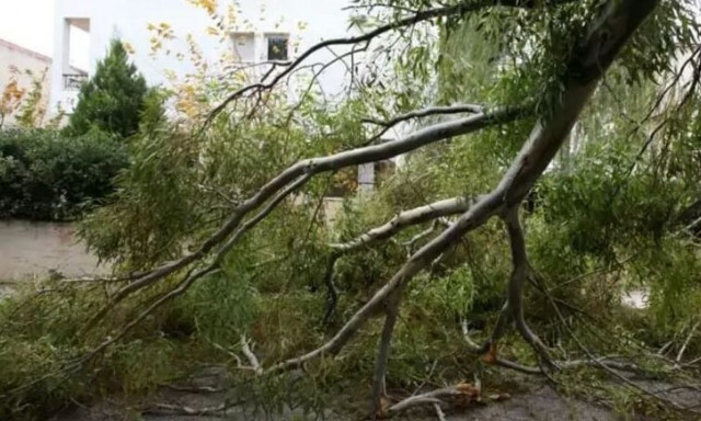 Πάτρα: Ισχυροί άνεμοι και πτώσεις δέντρων