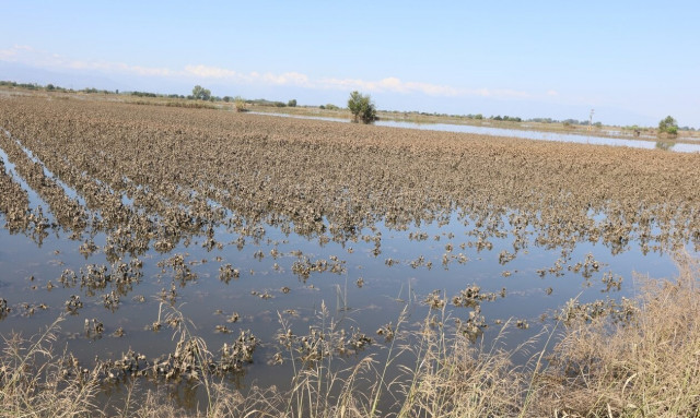 Κακοκαιρία Daniel: Πόσες εκτάσεις φρούτων και λαχανικών καλλιεργούνται στην Θεσσαλία