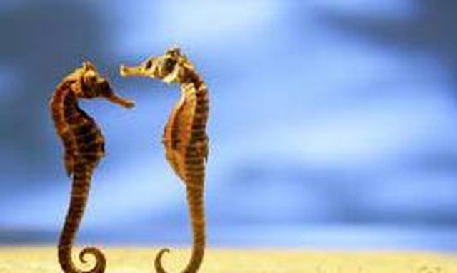 Κύπρος: Η στιγμή που ένας αρσενικός ιππόκαμπος γεννά στον βυθό της θάλασσας (vid)