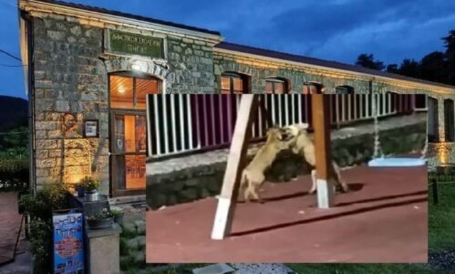 Κόνιτσα: Πανέμορφο βίντεο - Αλεπουδάκια παίζουν σε παιδική χαρά