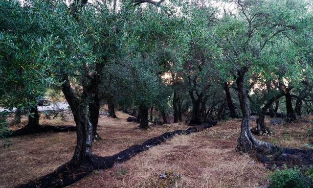 Μεγάλο πρόβλημα στις πράσινες ελιές: Στο 90% πλησιάζει η ακαρπία - Θα υπάρξει αύξηση στις τιμές