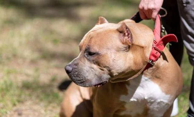 Ρίσι Σούνακ: Μέχρι το τέλος του χρόνου η Βρετανία θα απαγορεύσει τους σκύλους American XL bully