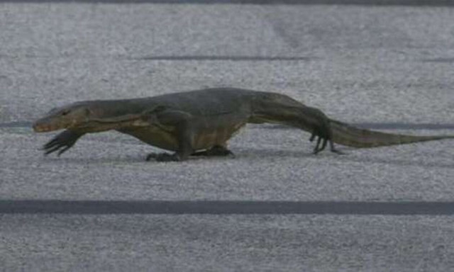 Formula 1: Τεράστια σαύρα εισέβαλε στην πίστα της Σιγκαπούρης!