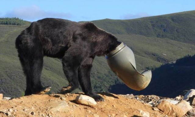 Ισπανία: Έσωσαν αρκούδα - Το κεφάλι της είχε παγιδευτεί σε πλαστικό βαρέλι (vid)