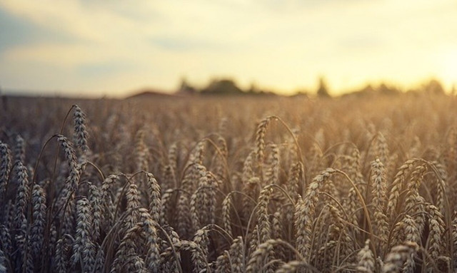 Πολωνία και Ουγγαρία παρακάμπτουν τις Βρυξέλλες: Απαγορεύουν τις εισαγωγές ουκρανικών σιτηρών