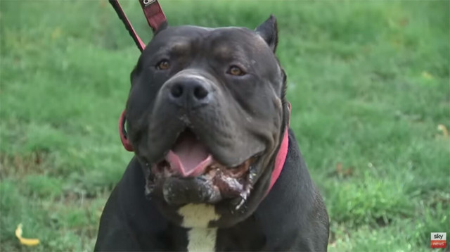 Βρετανία: Απαγορεύονται τα αμερικανικά μπούλι – Η ράτσα που προκάλεσε τρεις επιθέσεις με ένα νεκρό