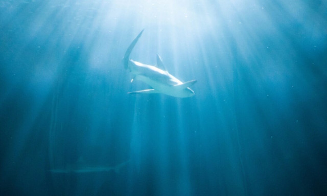 Σκωτία: Τον περικύκλωσε καρχαρίας και κατέγραψε τη στιγμή σε βίντεο