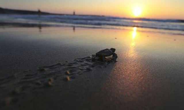 Κύπρος: Εκκολάφθηκαν εκατοντάδες χελωνάκια - Μοναδικές εικόνες