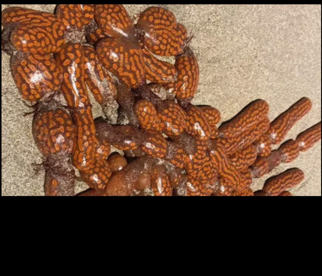 Συναγερμός στην Αυστραλία: Οι παραλίες γέμισαν με παράξενα «εξωγήινα» πλάσματα - Tι λένε οι ειδικοί