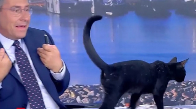 Μαύρη γάτα εισέβαλε σε στούντιο - Η αντίδραση των παρουσιαστών