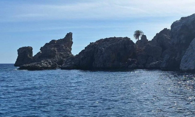 Κρήτη: Ο «ερημίτης» φοίνικας που ξεπροβάλλει από τα βράχια και προκαλεί δέος!