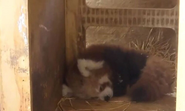 Γεννητούρια στο Αττικό Ζωολογικό Πάρκο: Γνωρίστε το αξιαγάπητο κόκκινο πάντα