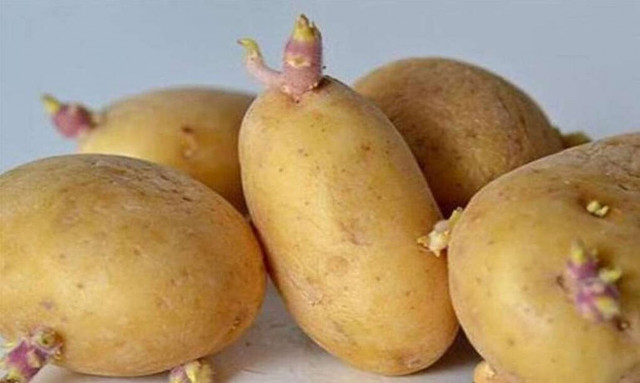 Είναι επικίνδυνες οι πατάτες με φύτρες; Τι να κάνετε πριν τις καταναλώσετε